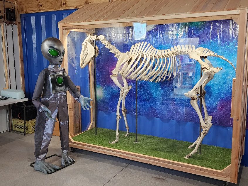 Skeleton of Snippy the Horse